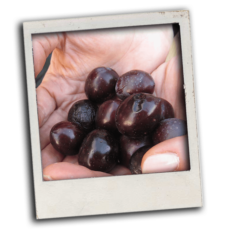 handful of picked olives