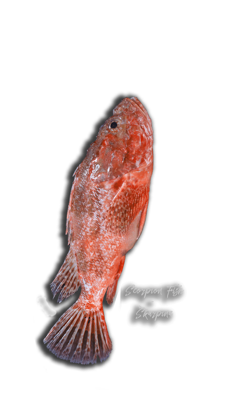 scorpion fish, cooking class