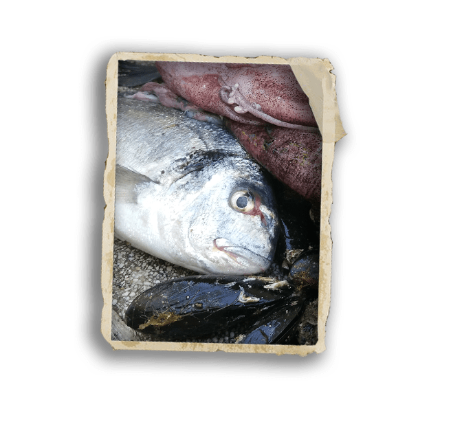 Cooking class with Katja in Trsteno