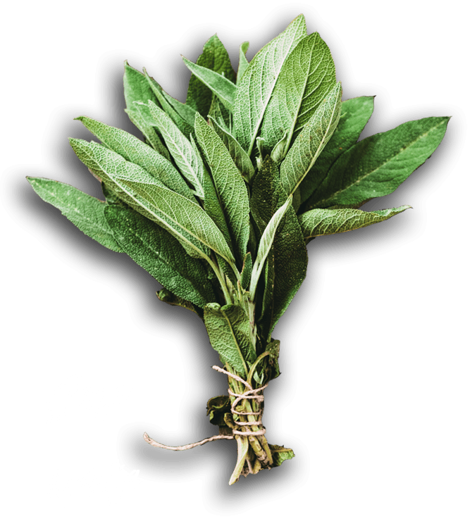 Sage