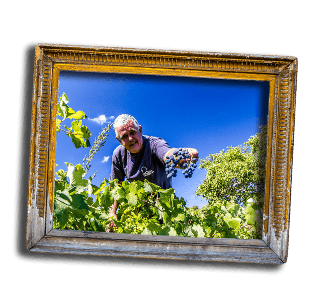 Wines of Hvar island, Wine tour Hvar