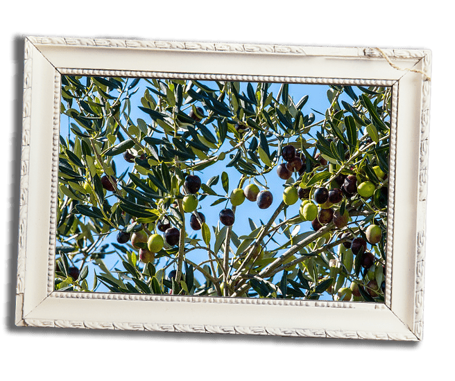 Olive Oils of Istria