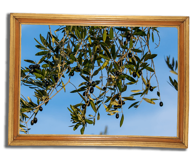 Olive Picking tour, big groups Croatia