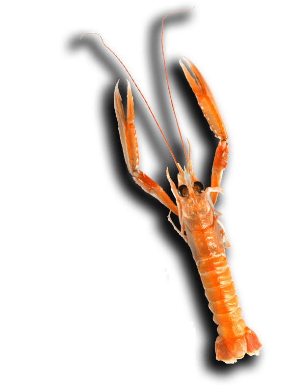 Scampi