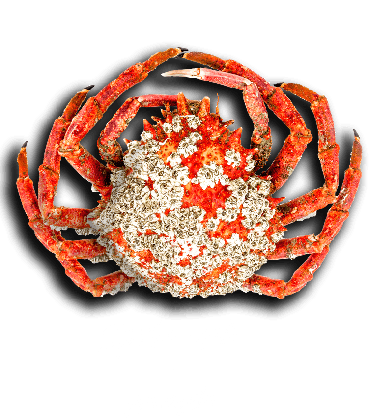 Spider crab