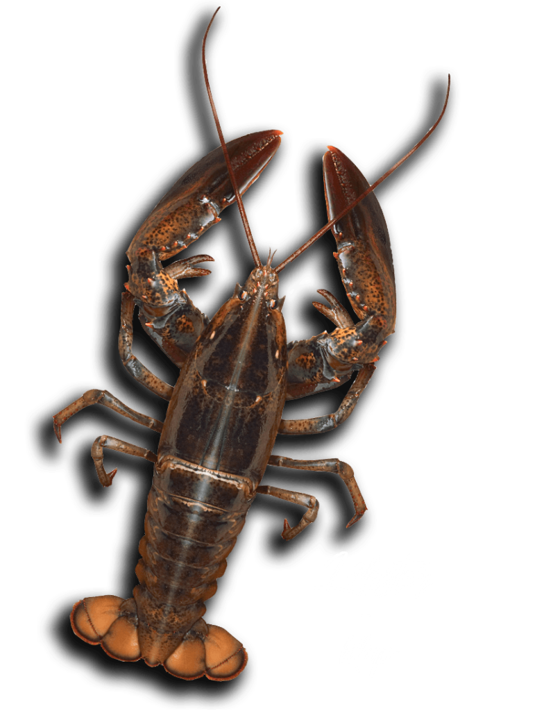 Lobster