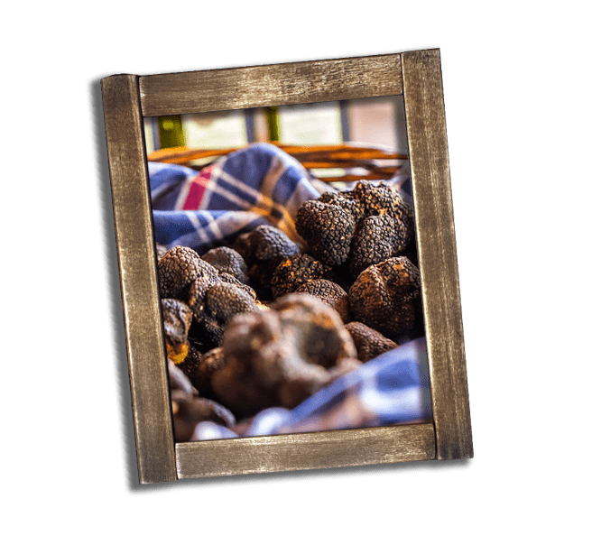 Truffle Hunt tour Istria