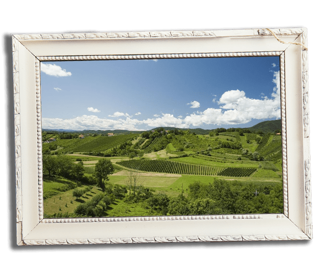 Wines of Zagreb Region